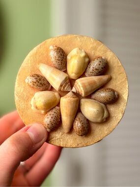 Charming Vintage Natural Seashell Trinket Box Accent